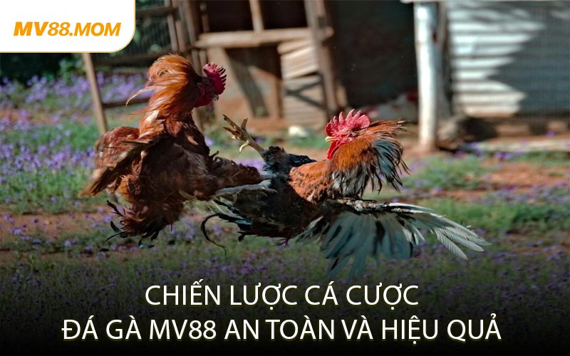 Chiến Lược Cá Cược Đá Gà MV88 An Toàn Và Hiệu Quả