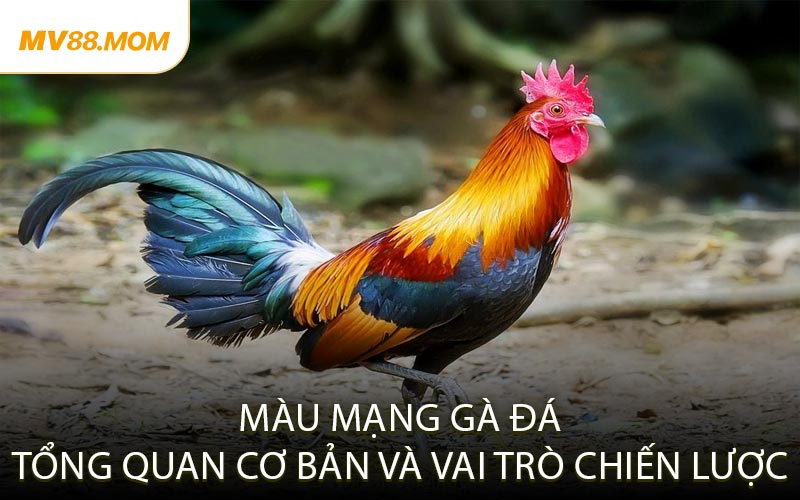 Màu Mạng Gà Đá – Tổng Quan Cơ Bản và Vai Trò Chiến Lược