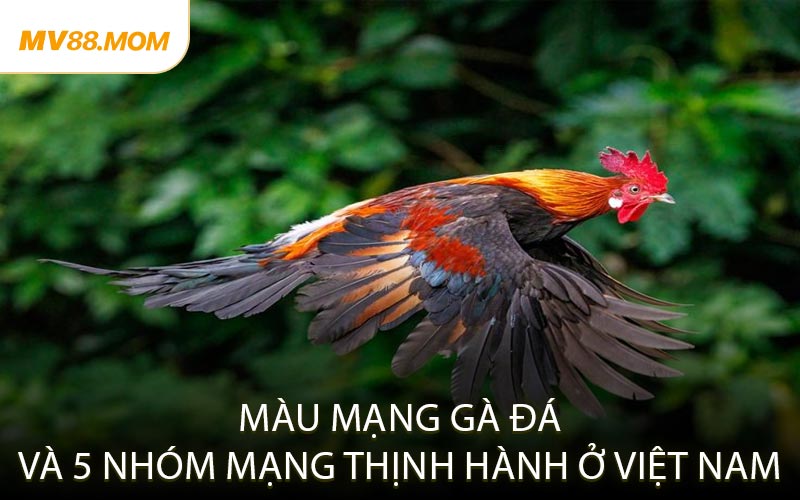 Màu Mạng Gà Đá và 5 Nhóm Mạng Thịnh Hành Ở Việt Nam