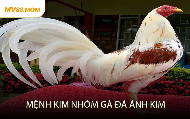 Mệnh Kim – Nhóm Gà Đá Ánh Kim