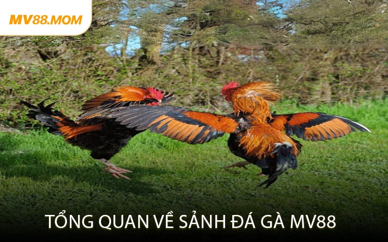 Tổng Quan Về Sảnh Đá Gà MV88